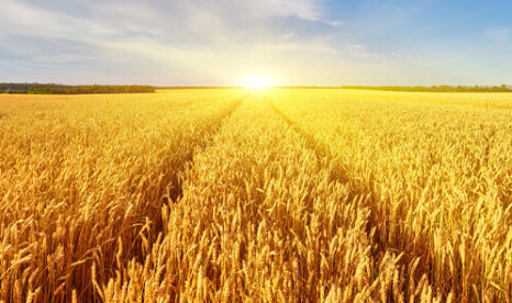 Wheat field with the sun on the horizon